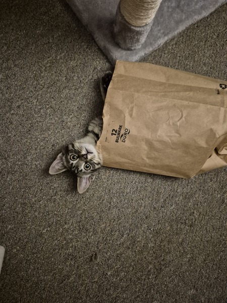 Entry image for Wally . Clicking this image will show a larger photo