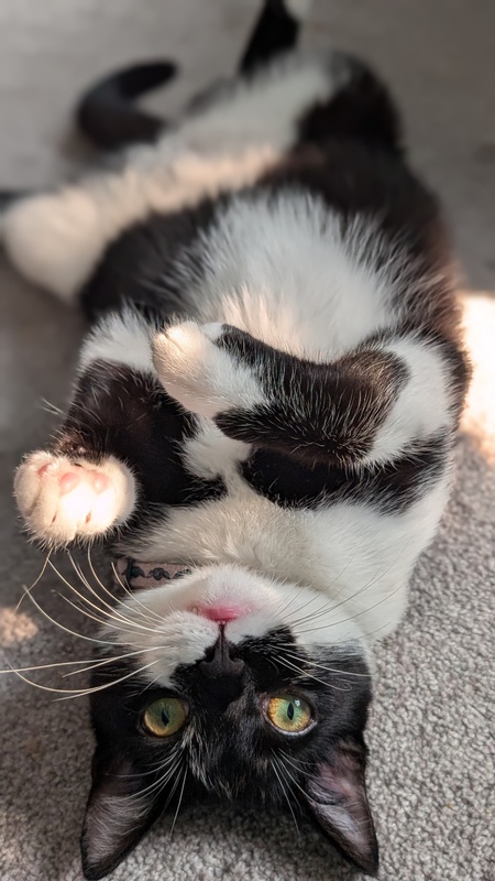 Entry image for Jaspurr. Clicking this image will show a larger photo
