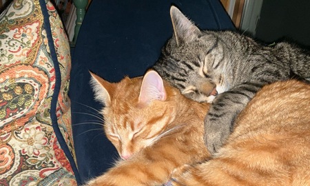 Entry image for Remy & Ravi. Clicking this image will show a larger photo