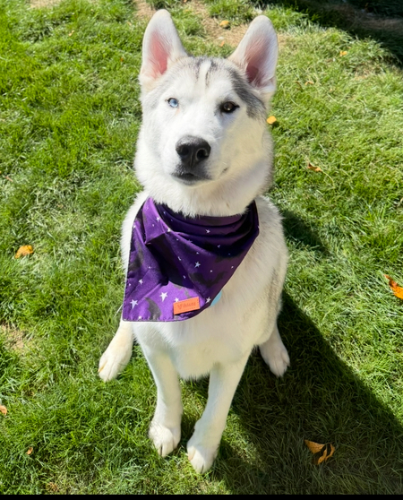Entry image for Finn. Clicking this image will show a larger photo