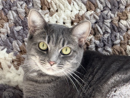 Entry image for Maisy. Clicking this image will show a larger photo