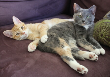 Entry image for Paco & Paisley. Clicking this image will show a larger photo
