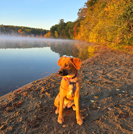 Entry image for Autumn . Clicking this image will show a larger photo
