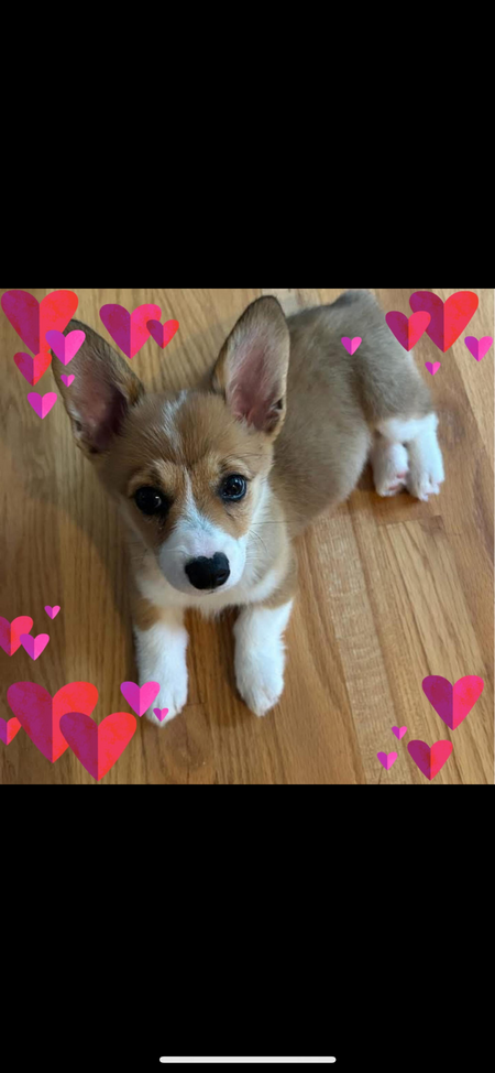 Entry image for Candy . Clicking this image will show a larger photo
