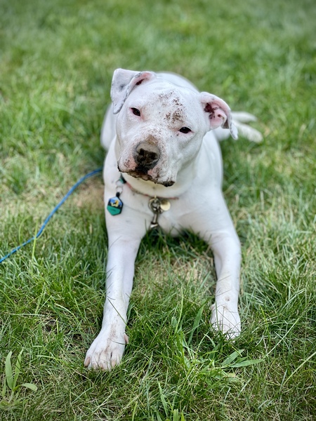 Entry image for Luna. Clicking this image will show a larger photo