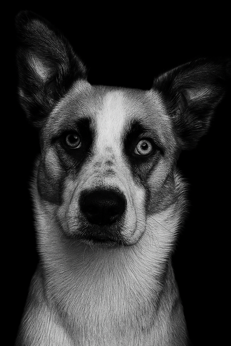 Entry image for Lily. Clicking this image will show a larger photo