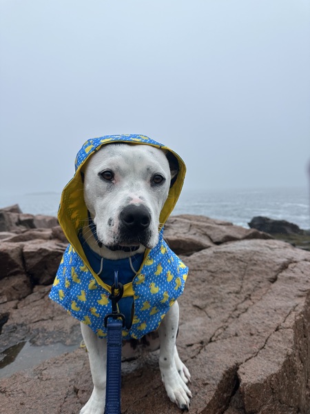 Entry image for Chex. Clicking this image will show a larger photo