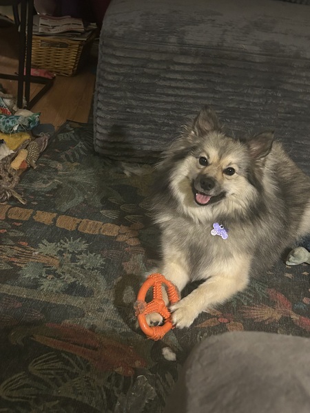 Entry image for Stevie  comfortable enough to play with toys. Clicking this image will show a larger photo