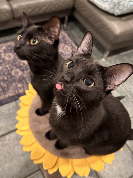 Entry image for Moxie Munchkin & Maui Marshmallow . Clicking this image will show a larger photo