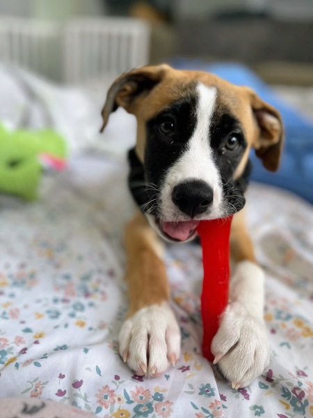 Entry image for Gunner. Clicking this image will show a larger photo