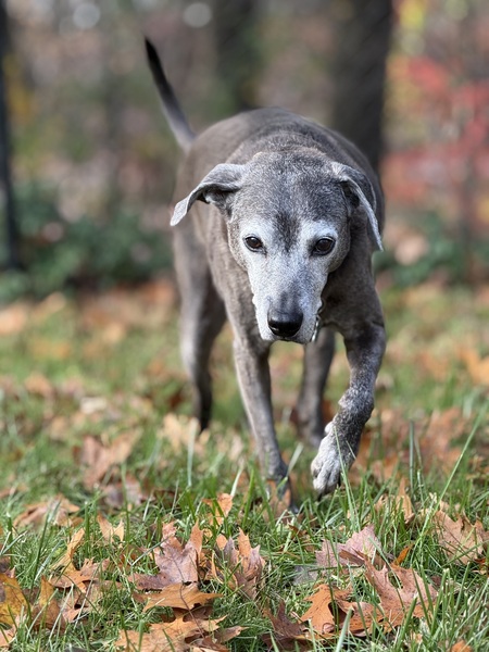 Entry image for Phyllis. Clicking this image will show a larger photo