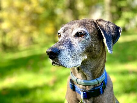 Entry image for Phyllis. Clicking this image will show a larger photo