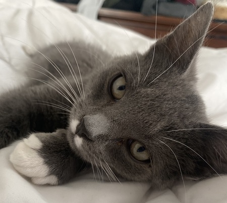 Entry image for Cesar. Clicking this image will show a larger photo