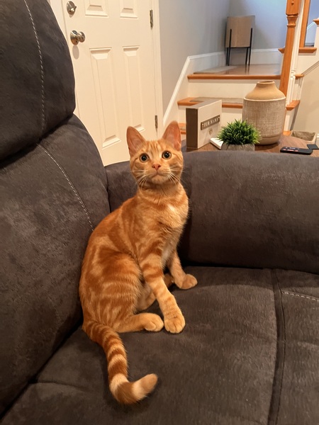 Entry image for Lucy. Clicking this image will show a larger photo