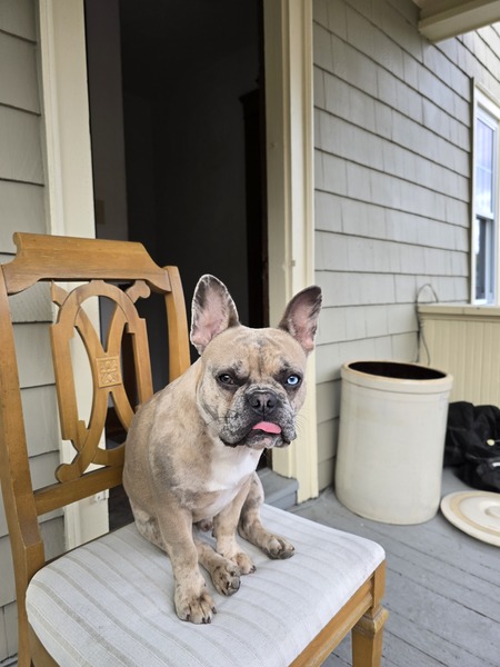 Entry image for Reggie. Clicking this image will show a larger photo