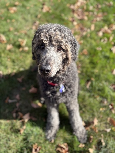 Entry image for Bear Bear. Clicking this image will show a larger photo