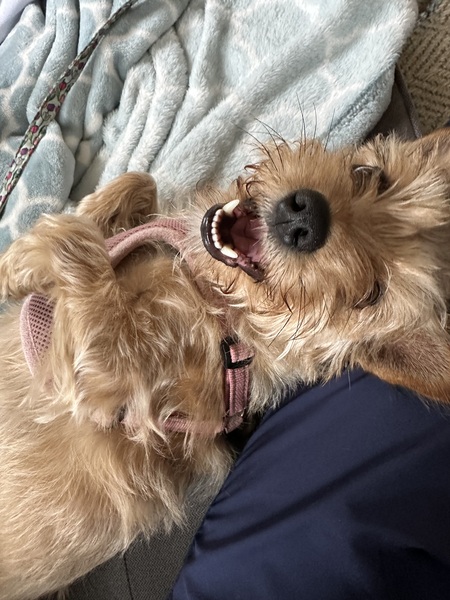 Entry image for LUCY. Clicking this image will show a larger photo