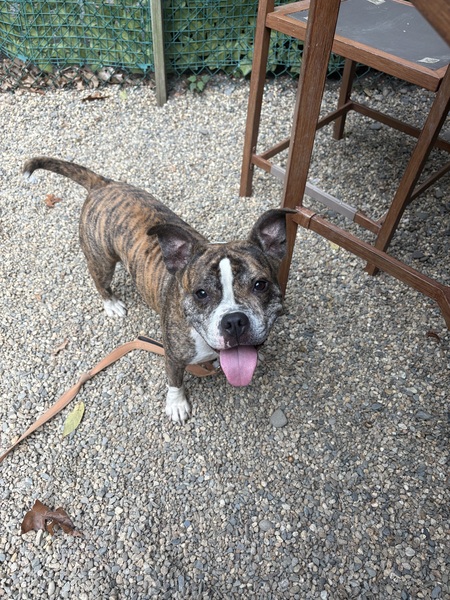 Entry image for Rosie. Clicking this image will show a larger photo