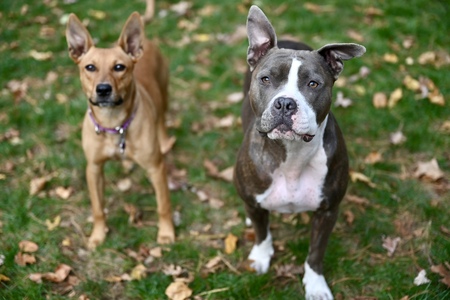 Entry image for Mercy and Dora. Clicking this image will show a larger photo