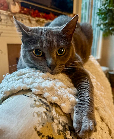 Entry image for Gracie. Clicking this image will show a larger photo