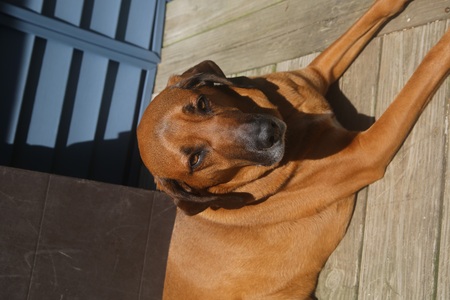 Entry image for Ruger. Clicking this image will show a larger photo