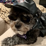 Entry image for Stewart Giuseppe (Stewie)