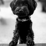 Entry image for Bijou