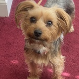 Entry image for Thor