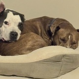 Entry image for  Ziggy and Buddy