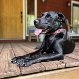 Entry image for Luna