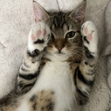 Entry image for Newt