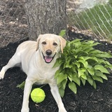 Entry image for Riley