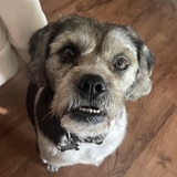 Entry image for Ollie