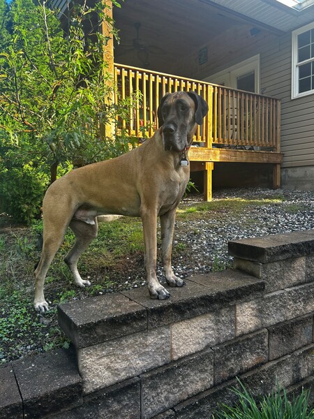 Entry image for Winston. Clicking this image will show a larger photo