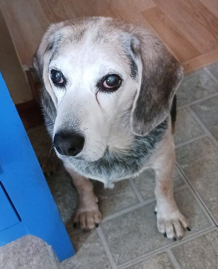 Entry image for Mugsy. Clicking this image will show a larger photo