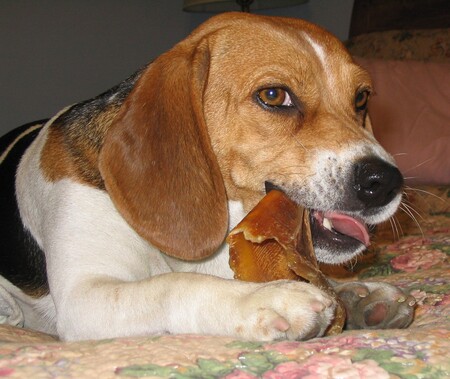 Entry image for Dixie. Clicking this image will show a larger photo