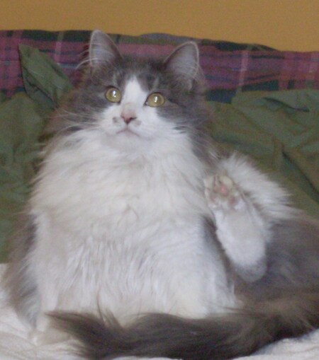 Entry image for Lilly. Clicking this image will show a larger photo