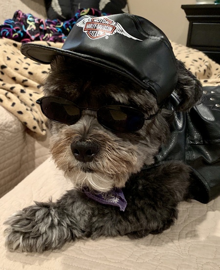 Entry image for Stewart Giuseppe (Stewie). Clicking this image will show a larger photo