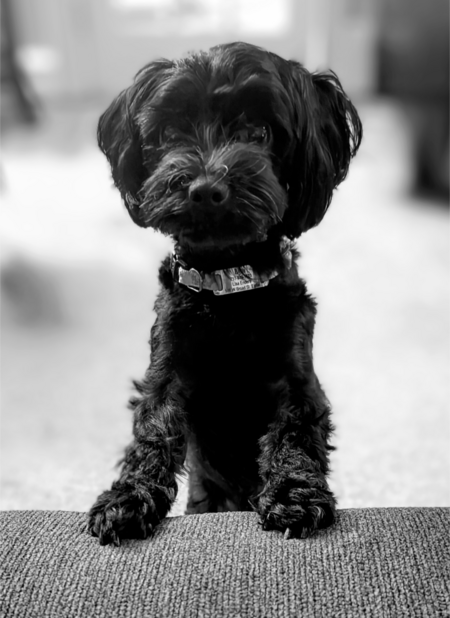 Entry image for Bijou. Clicking this image will show a larger photo