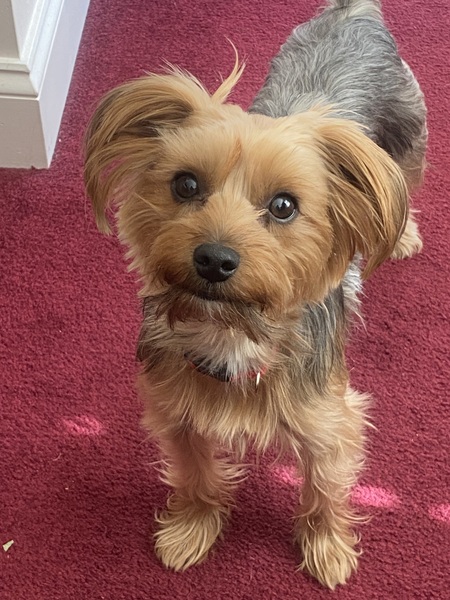 Entry image for Thor. Clicking this image will show a larger photo