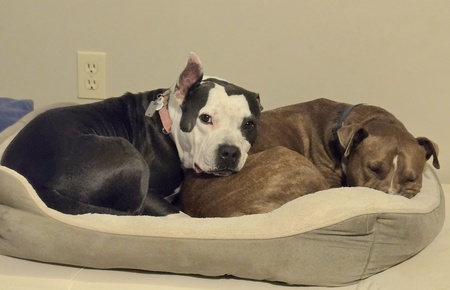 Entry image for  Ziggy and Buddy. Clicking this image will show a larger photo