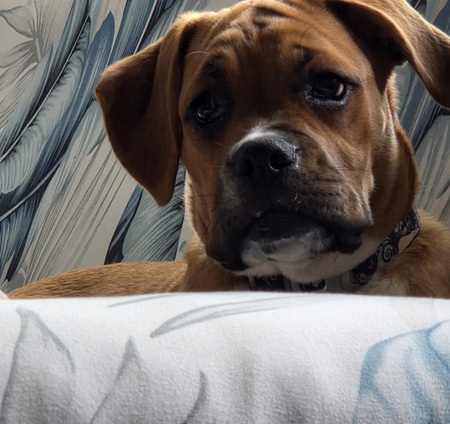 Entry image for Remi Lynn. Clicking this image will show a larger photo