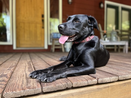 Entry image for Luna. Clicking this image will show a larger photo