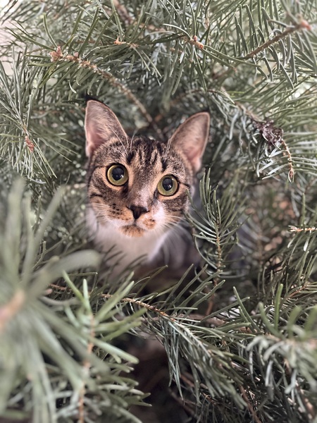 Entry image for Mia. Clicking this image will show a larger photo