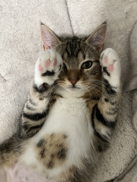 Entry image for Newt. Clicking this image will show a larger photo