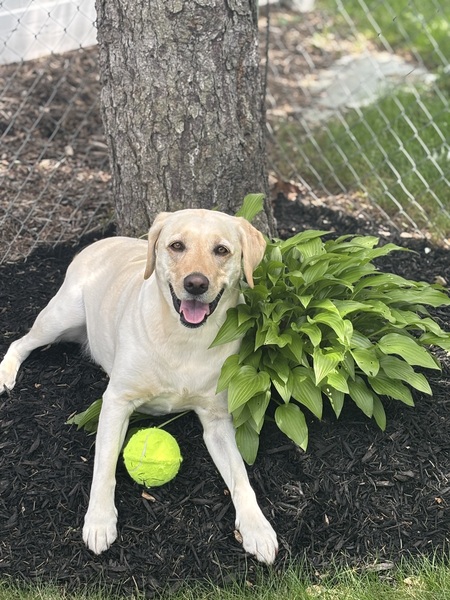 Entry image for Riley. Clicking this image will show a larger photo