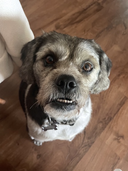 Entry image for Ollie. Clicking this image will show a larger photo