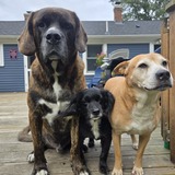 Entry image for Moose,Huckleberry and Stella