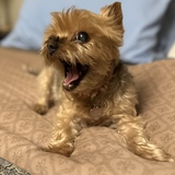 Entry image for Coco