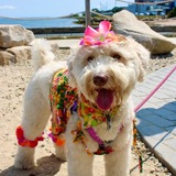 Entry image for Lexi 